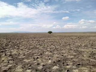 Desertification 