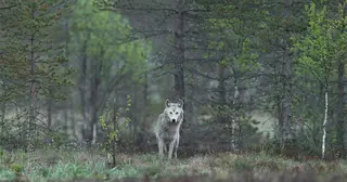 media thumbnail